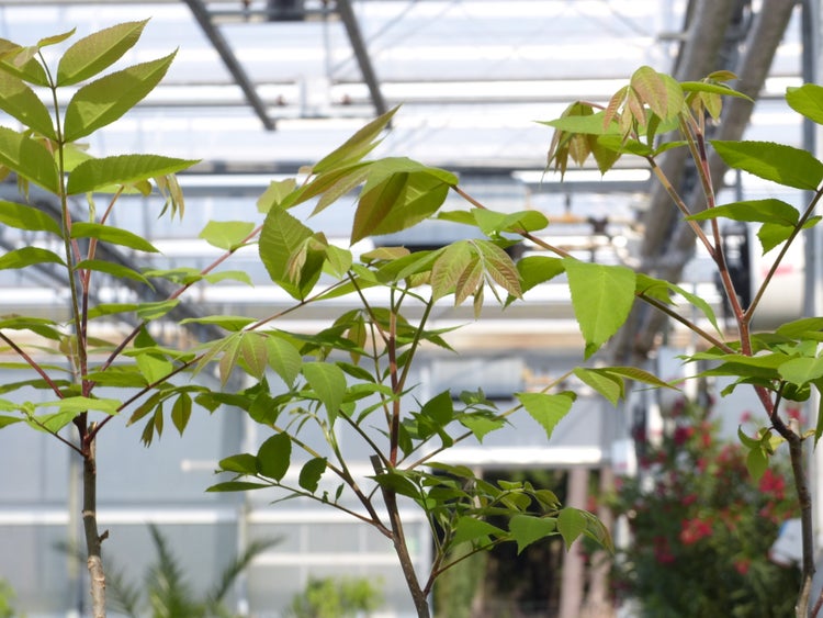 CARYA ILLINOINENSIS, Pekannuss, 160-170 cm Pecannussbaum, bedingt winterhart