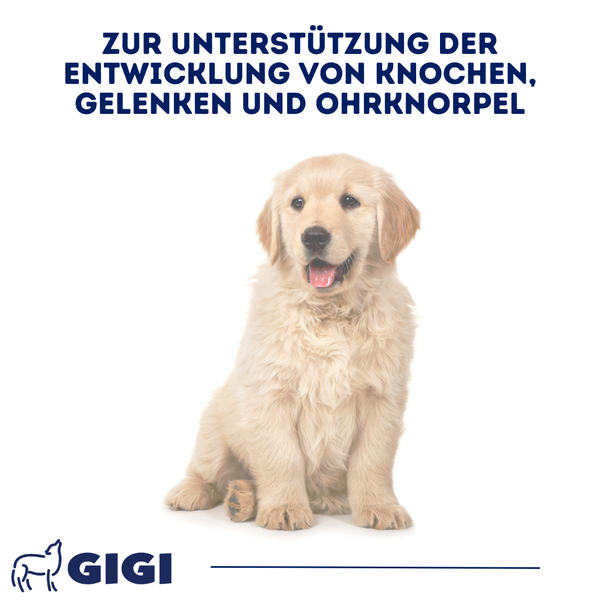 Golden Retriever Welpe zur Unterstützung der Entwicklung von Knochen, Gelenken und Ohrknorpel