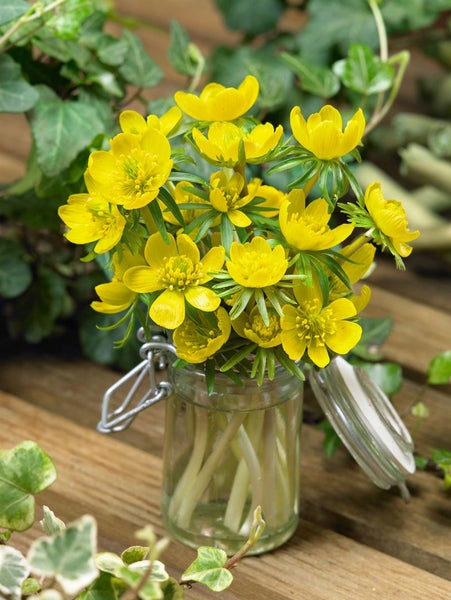 Winterlinge in einem Einmachglas