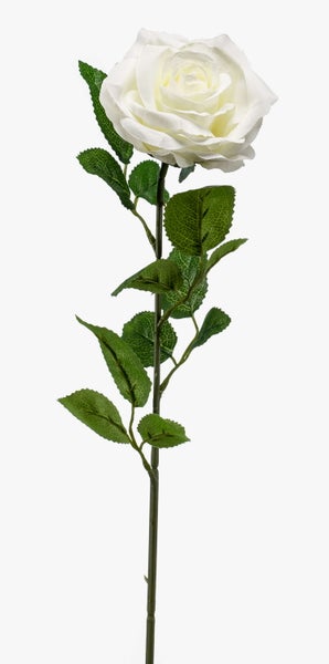 Sukkulente Haworthia limifolia mit gerippten Blättern in einem Tontopf.