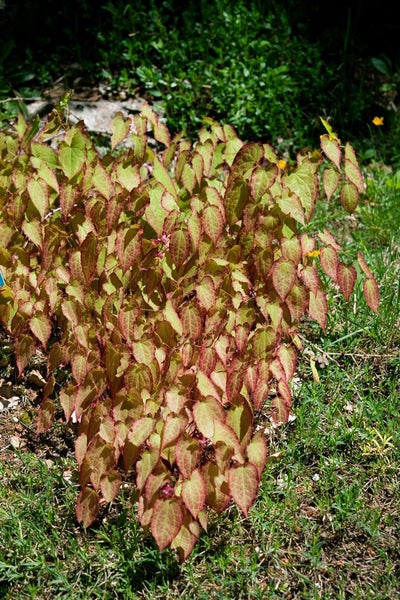 Elfenblume im Gartenbeet