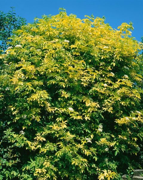 Sambucus nigra 'Aurea', Gold-Holunder, gelblaubig, 100–150 cm