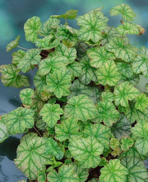 Heuchera micrantha 'Mint Frost', Purpurglöckchen, ca. 11x11 cm Topf