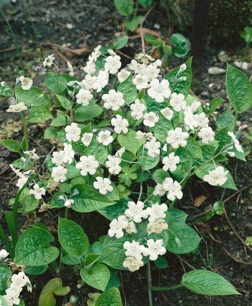 Omphalodes verna 'Alba', Gedenkemein, weiß, ca. 9x9 cm Topf