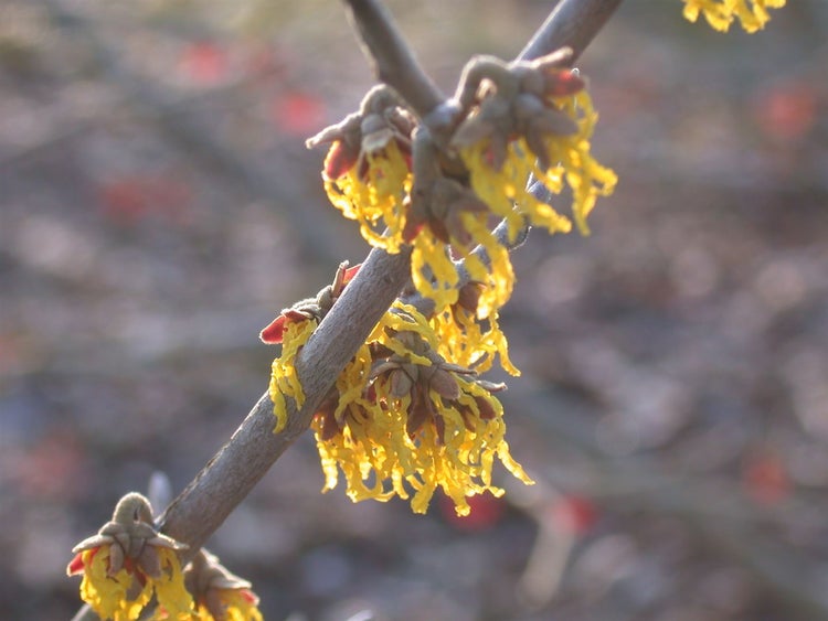 Hamamelis intermedia 'Arnold Promise', Zaubernuss, gelb, 40–60 cm