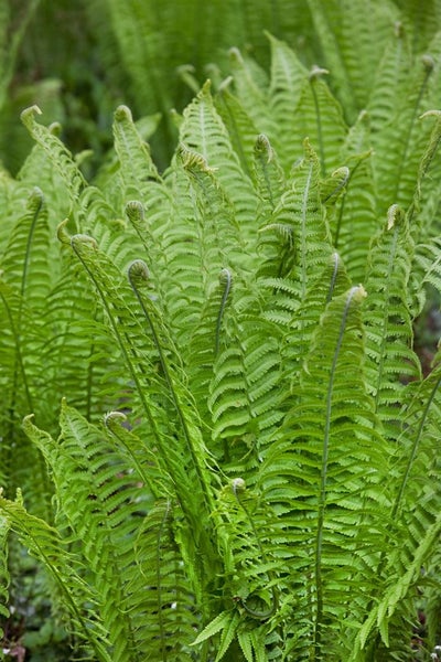Matteuccia struthiopteris, Straußenfarn, ca. 9x9 cm Topf