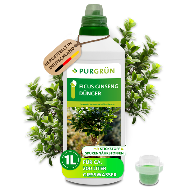 Purgrün Ficus Ginseng Dünger für gesundes Wachstum, Flüssigdünger in der 1 Liter Flasche mit Stickstoff und Spurennährstoffen.