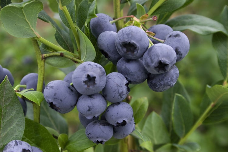 Reife Heidelbeeren am Strauch mit grünen Blättern