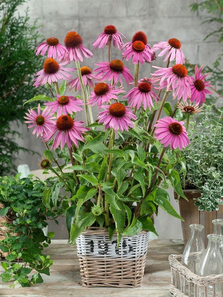 Echinacea purpurea 'Leuchtstern', Sonnenhut, leuchtend rosa, ca. 9x9 cm Topf