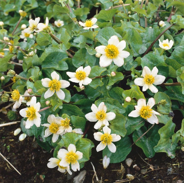 Caltha leptosepala, Sumpfdotterblume, weiß, ca. 9x9 cm Topf