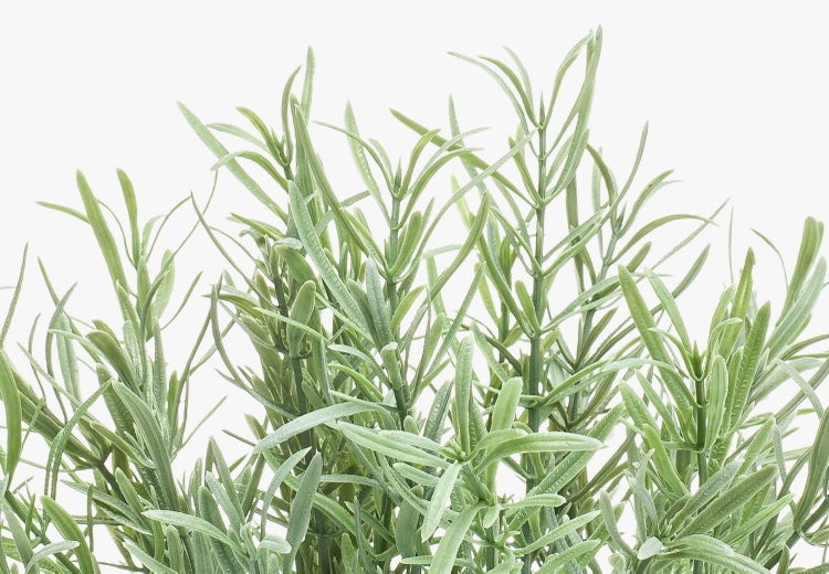 Nahaufnahme der langen, spitzen Blätter mit hellen Streifen einer Dracaena Zimmerpflanze.