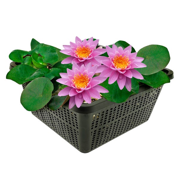 Rosa Seerosen in einem schwarzen Pflanzkorb für Teiche.