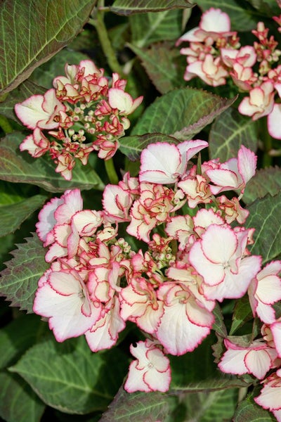 Nahaufnahme von Hortensienblüten mit rosa Rand und grünen Blättern.