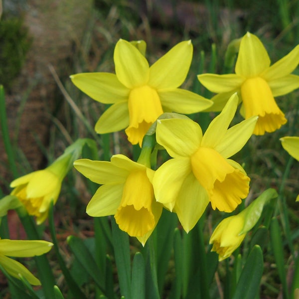 Gelbe Narzissen im Garten