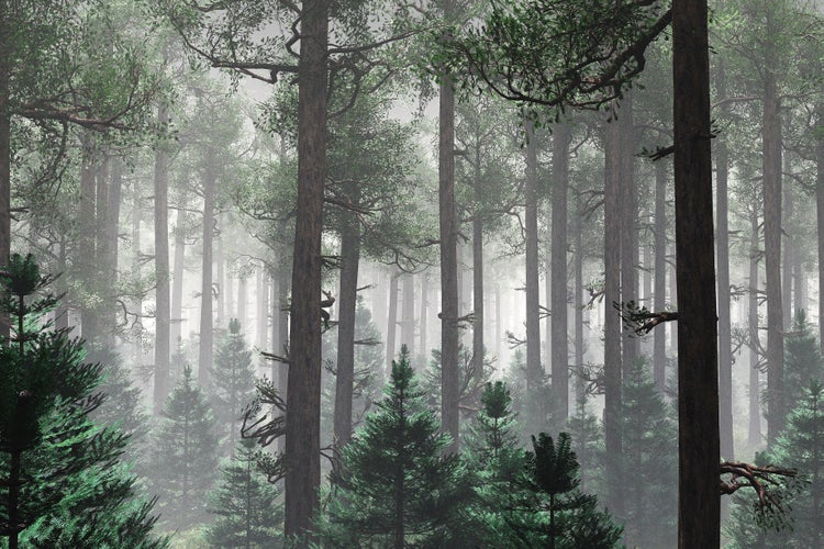 Dichter Nadelwald mit hohen Kiefern und dichtem Unterholz in nebliger, geheimnisvoller Atmosphäre.