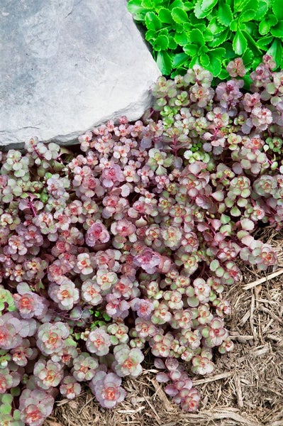 Sedum spurium, Teppichsedum, ca. 9x9 cm Topf, pflegeleicht