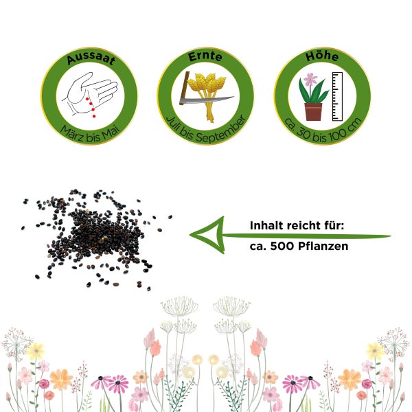 Katzenminze Samen von Deine Gartenwelt