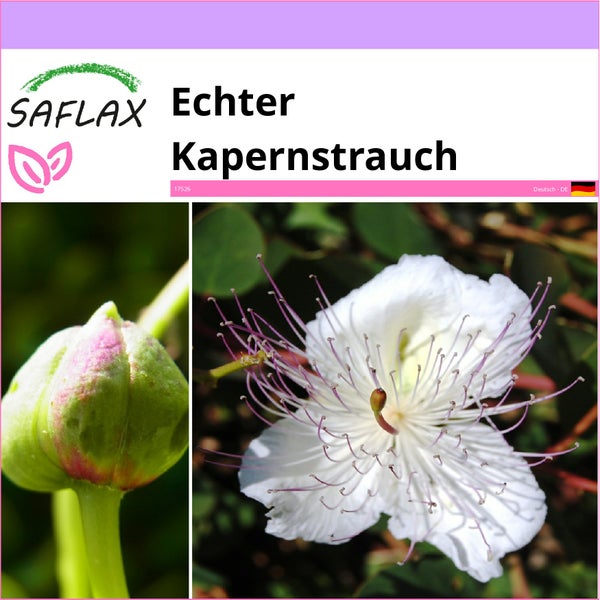 SAFLAX  - Echter Kapernstrauch - Capparis spinosa - 25 Samen