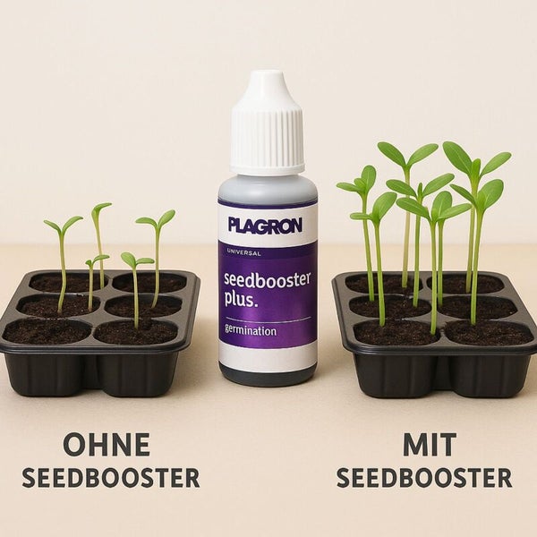 Vergleich von Pflanzen mit und ohne Seedbooster neben einer Flasche Plagron Seedbooster Plus
