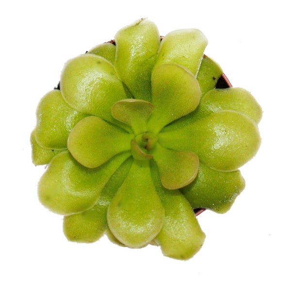 Fleischfressende Pflanze - Fettkraut - Pinguicula Weser - 9cm Topf