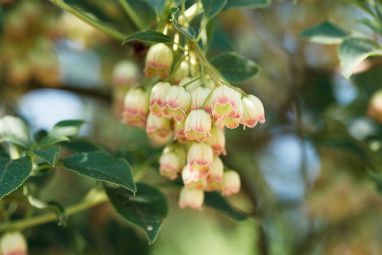 Nahaufnahme von Glockenblumen einer Scheinbeere