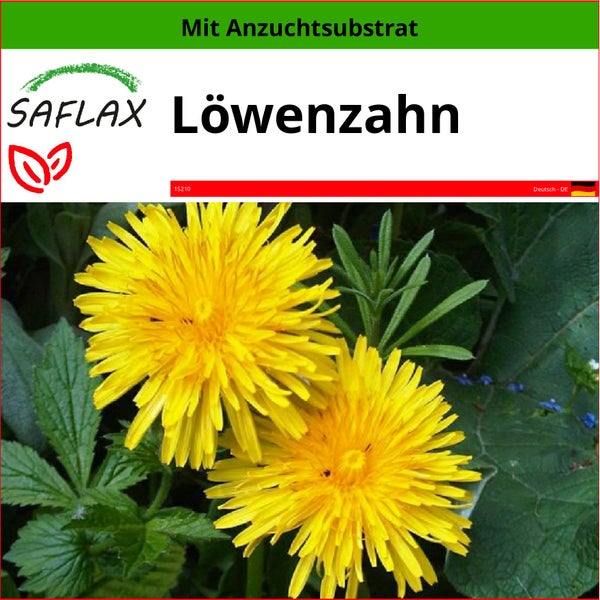 SAFLAX  - Löwenzahn - Taraxacum officinale - 200 Samen - Mit keimfreiem Anzuchtsubstrat