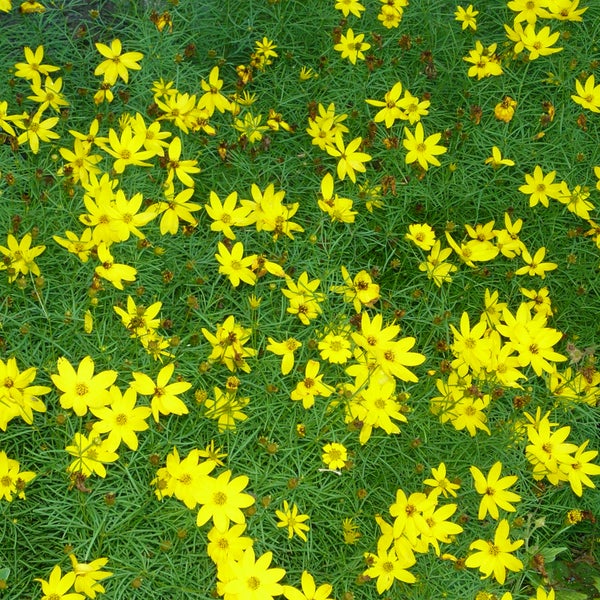 Feld von gelben Coreopsis-Blüten