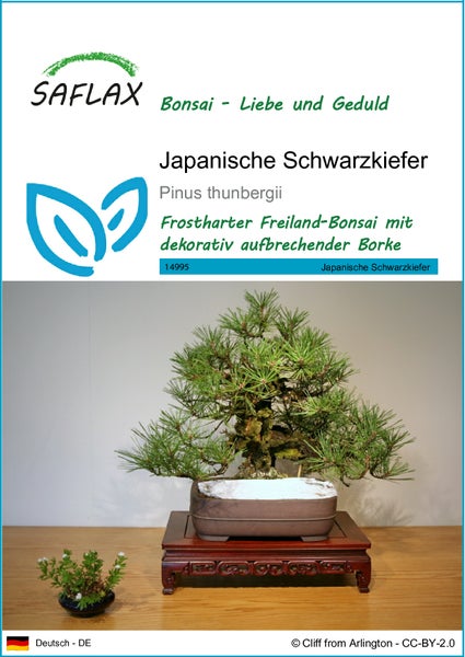 SAFLAX  - Japanische Schwarzkiefer - Pinus thunbergii - 30 Samen