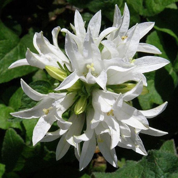 Blütenstand mit weißen Blüten