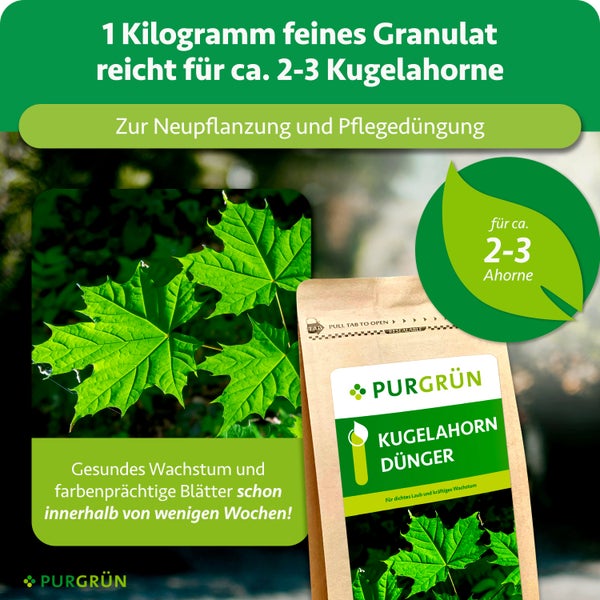 Purgrün Dünger für Kugelahorn, 1 Kilogramm feines Granulat für circa 2 bis 3 Kugelahorne, für Neupflanzung und Pflegedüngung. Purgrün Logo