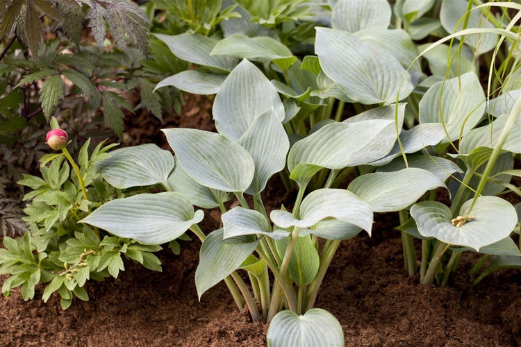 Hosta x tardiana 'Halcyon', Blaublatt-Funkie, ca. 11x11 cm Topf