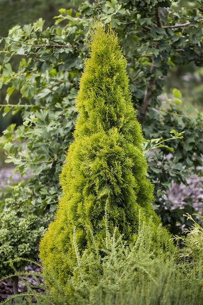 Thuja occidentalis 'Golden Smaragd', Lebensbaum, goldgrün, 60–80 cm