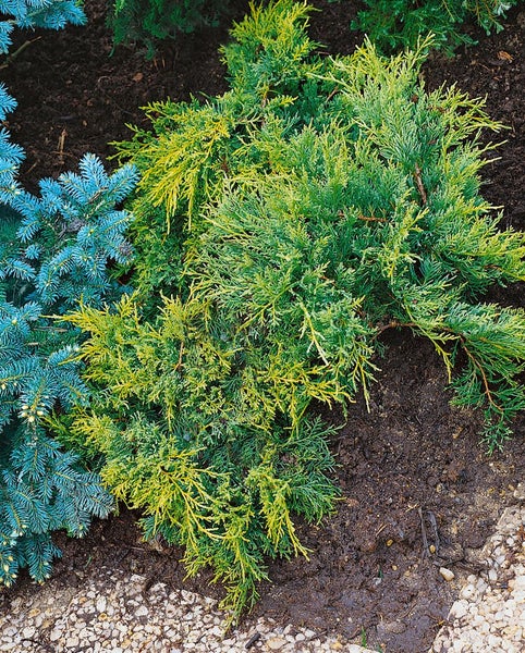 Kriechwacholder-Pflanze im Gartenbeet