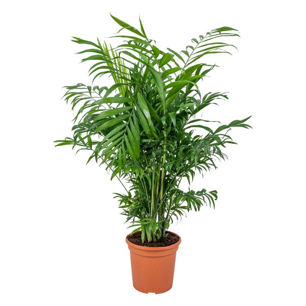 Chamaedorea Elegans - Mexikanische Zwergpalme - reinigt die Luft – ⌀17 cm - ↕50-60 cm