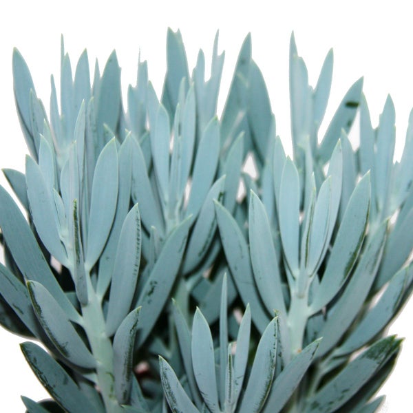 Senecio Aquarine 15cm Topf