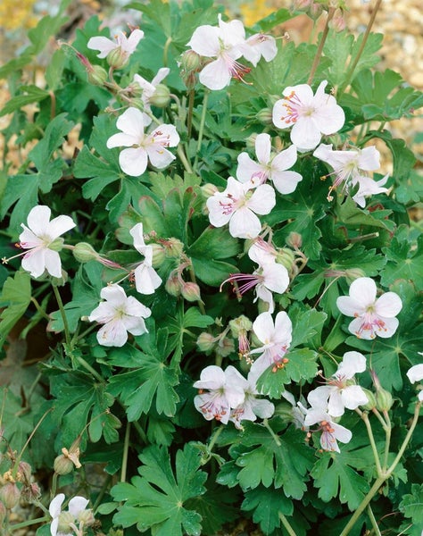 Geranium x cantabrigiense 'Saint Ola', weiß, ca. 9x9 cm Topf