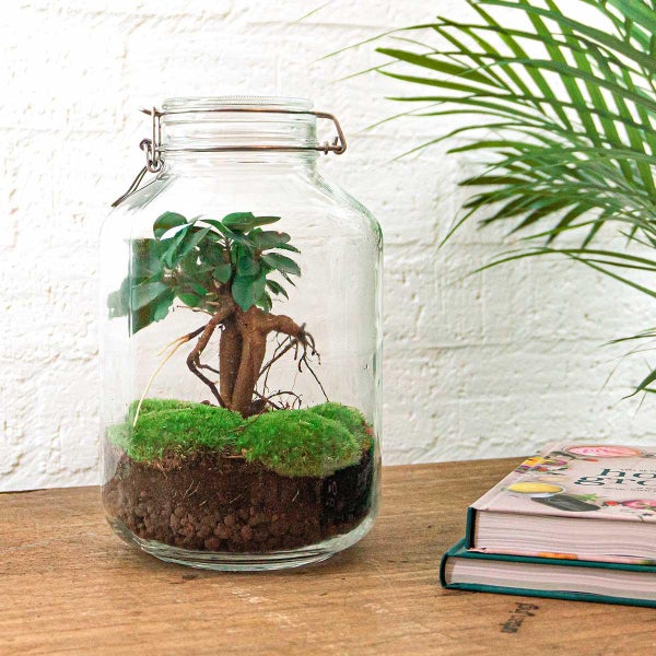 Flaschengarten Mason Jar - DIY-Pflanzenterrarium - 28 cm hoch - mit Ficus Ginseng Bonsai