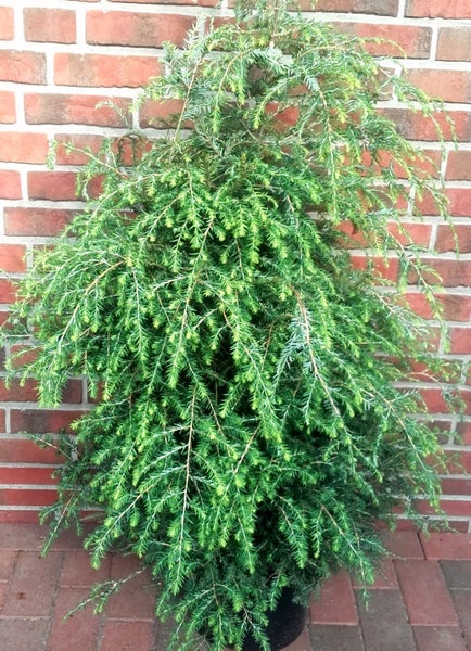 Tsuga canadensis,Hemlocktanne, Höhe inklusive Topf: 170-180 cm
