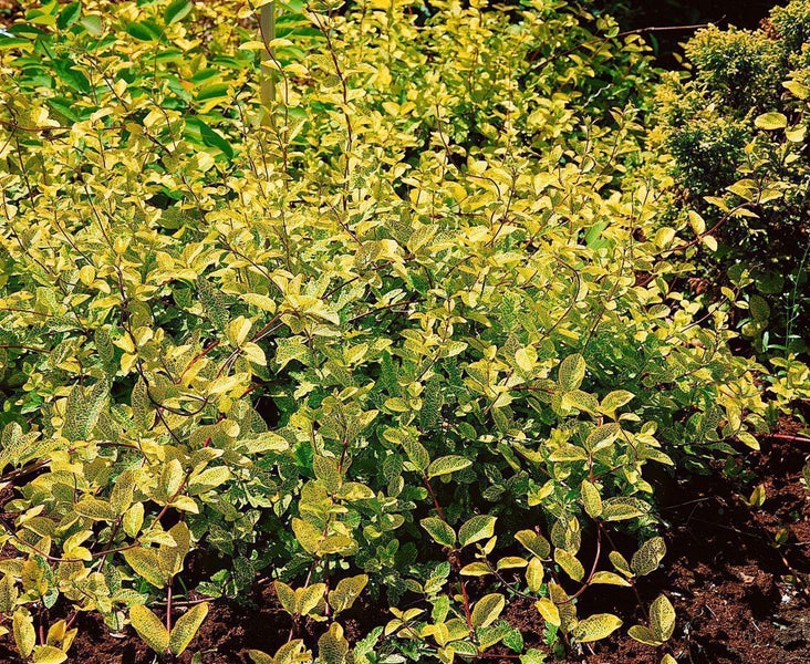 Sicherungsbügel aus verzinktem Stahl für Anhängerverschlüsse.