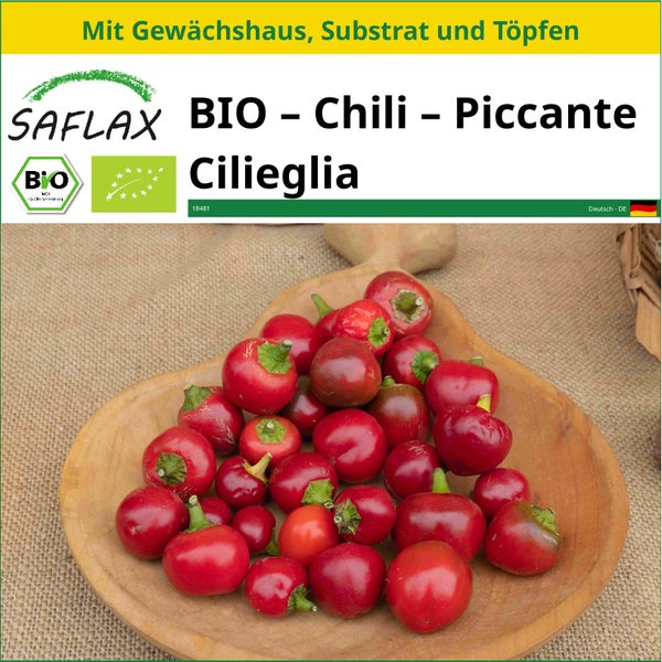 SAFLAX Anzucht Set - BIO – Chili – Piccante Cilieglia - Capsicum annuum - 10 Samen - Mit Mini-Gewächshaus, Anzuchtsubstrat und 2 Töpfen