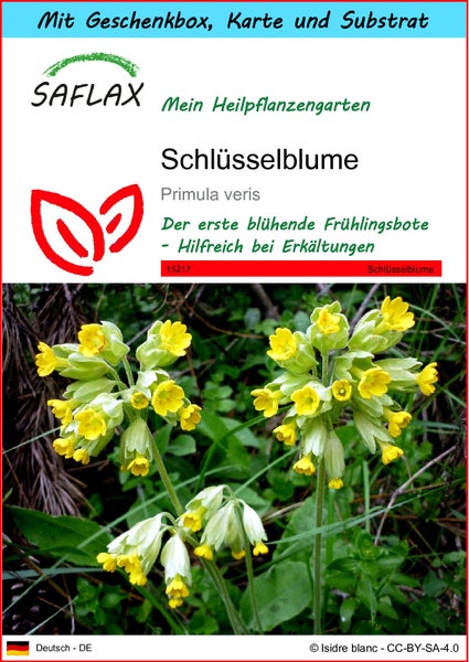 SAFLAX Geschenk Set - Schlüsselblume - Primula veris - 100 Samen - Mit Geschenkbox, Versandaufkleber, Geschenkkarte und Anzuchtsubstrat
