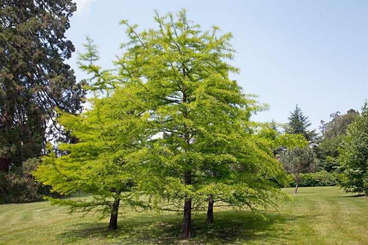 Taxodium distichum, Sumpfzypresse, 80–100 cm