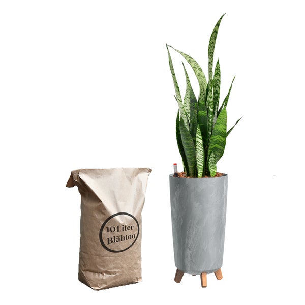 Zimmerpflanze mit Pflanzgefäß und einer Verpackungseinheit Blähton