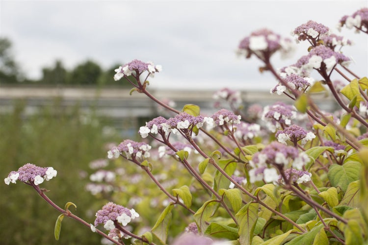 Hydrangea aspera 'Macrophylla', Samthortensie, 40–60 cm, große Blätter