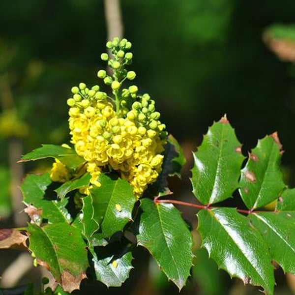 Nahaufnahme einer Mahonie mit gelben Blüten und grünen Blättern.