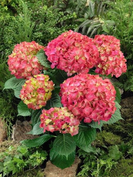 Hydrangea macrophylla 'Leuchtfeuer', Hortensie, rot, 40–60 cm