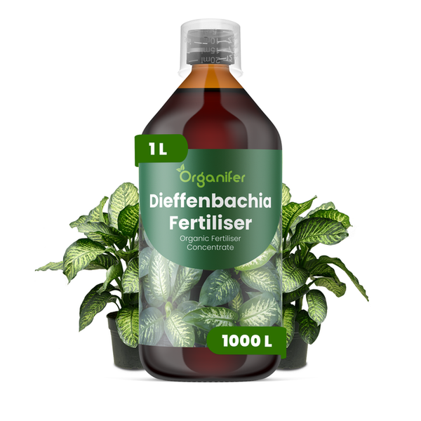 1 Liter Organifer Dieffenbachia Dünger, organisches Flüssigdünger-Konzentrat für 1000 Liter Gießwasser, abgebildet mit Dieffenbachia-Pflanzen.