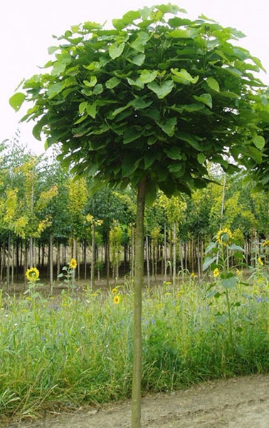 Catalpa bignoides Nana,Kugel-Trompetenbaum, Hochstamm, Höhe inkl. Topf: 250 cm