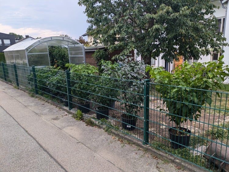 Außenansicht eines Gartens mit Gewächshaus und Zaun