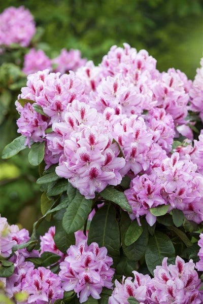 Rhododendron Hybr. 'Furnivall's Daughter', rosa Blüten, 30–40 cm